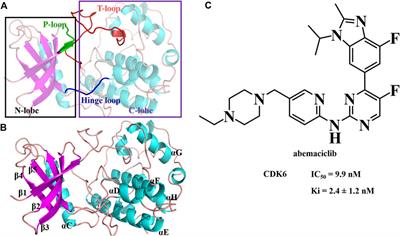 Frontiers Identification Of Abemaciclib Derivatives Targeting Cyclin